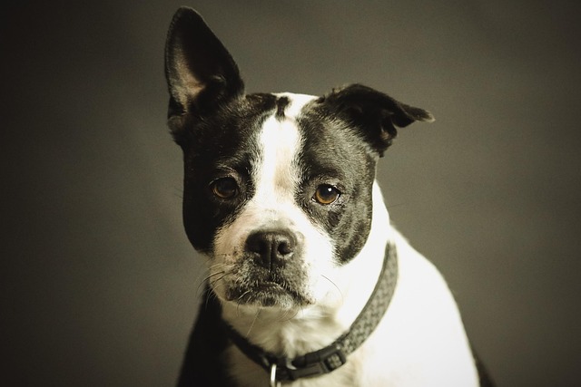 Can a Dog-Reactive Dog Be Cured? Holistic Behavior Solutions