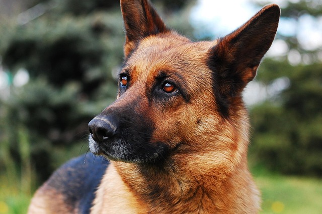 How Do I Know If My Dog Will Be Good at Agility? Key Signs Revealed