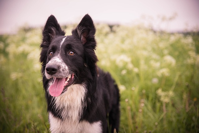 What Does Parvo Poop Look Like on a Dog? Early Signs Explained
