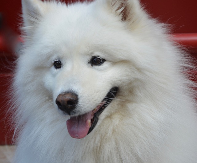 Effective Skin Care for Dogs with Allergies: Natural & Veterinary Tips