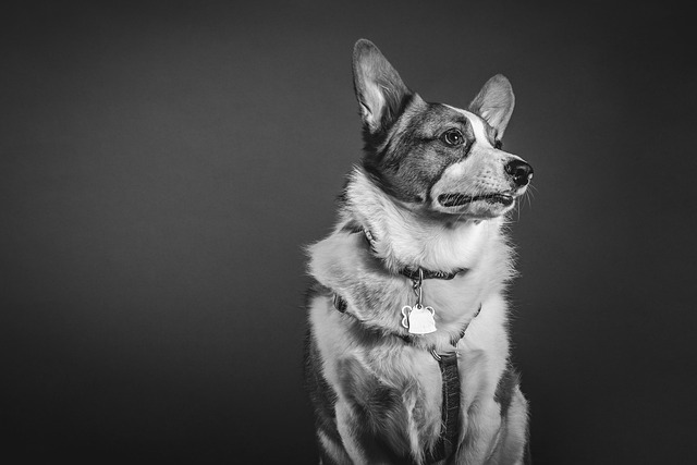 Should I Take My Puppy Out to Toilet at Night? Essential Guide