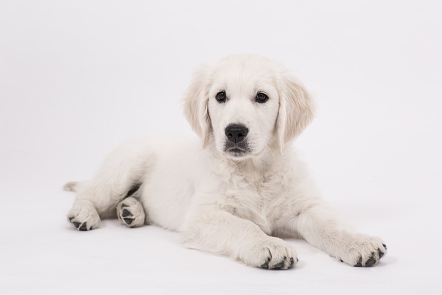 How to Massage Your Dog to Calm Down: Effective Techniques
