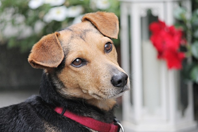 How Often Should You Bathe a Short Haired Dachshund? Expert Tips