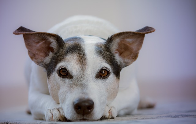 Why Does My Dog Not Respond to Discipline? Key Insights & Strategies