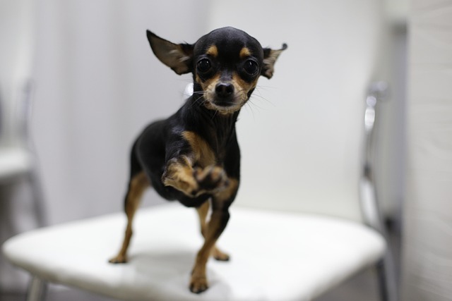 How Can I Stop My Dog From Having Seizures Naturally and Effectively