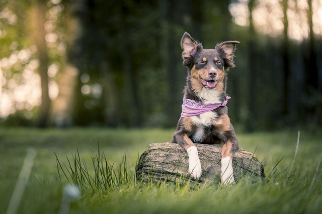 Can Aggressive Dog Behavior Be Corrected? Effective Methods Explained