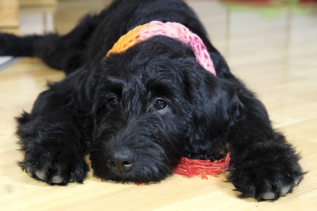 What Age Do Dogs Grow Out of Separation Anxiety? Understanding the Timeline