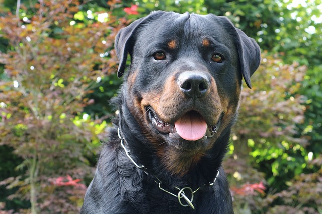 Should Dogs Wear Paw Protectors? Benefits & Seasonal Care Tips