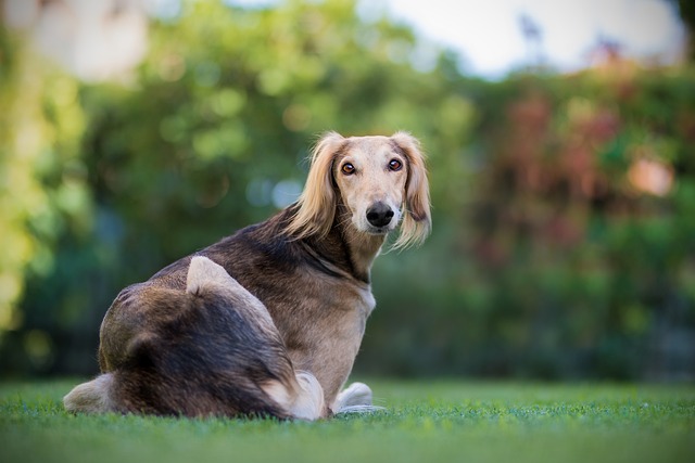 How Often Should I Trim Poodle Hair? Best Grooming Tips