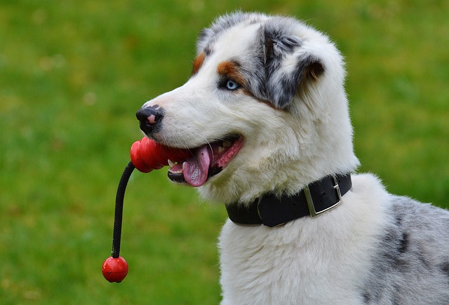 Should You Punish Your Dog for Not Coming When Called? Effective Recall Tips