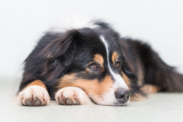 Are You Supposed to Put Anything on Dogs’ Paws? Essential Paw Care Tips
