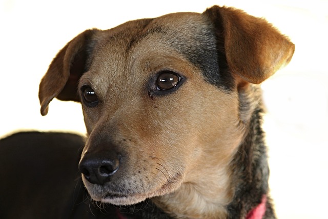 Best Product to Stop Dog Shedding Naturally and Effectively