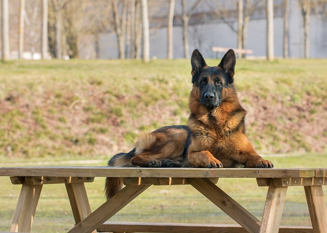 How to Get Rid of Fear of Dogs: Effective Therapy Techniques