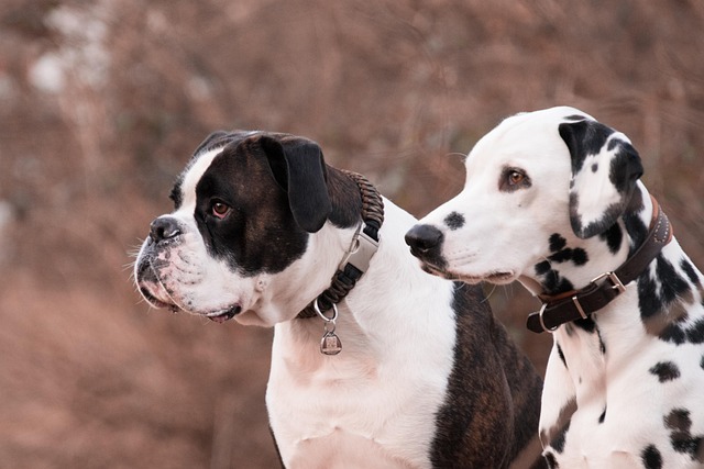 How to Treat Joint Pain in Dogs: Holistic and Natural Remedies