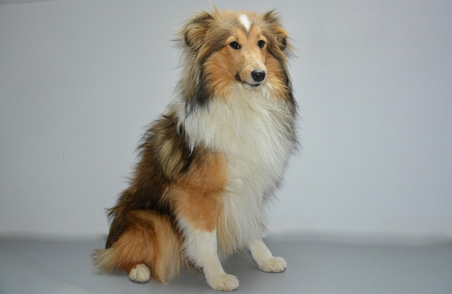 Is It Better to Deshed a Dog Wet or Dry? Expert Grooming Tips