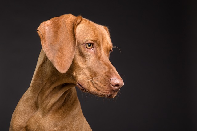 How to Prevent Health Issues in Golden Retrievers: Essential Tips
