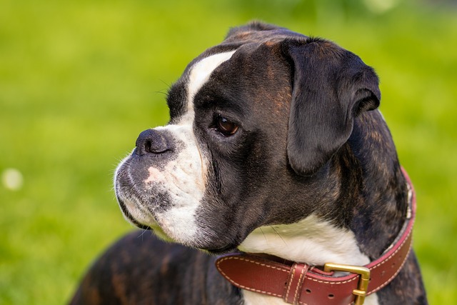 Dog Whistle Training to Stop Barking: Humane & Effective Techniques