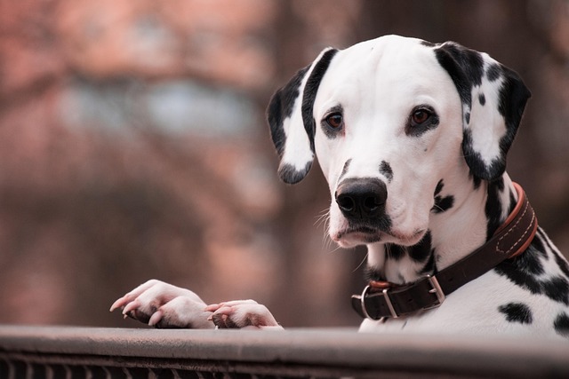 Does Chocolate Poisoning Go Away in Dogs? Recovery & Prevention