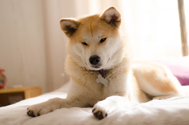 Is There a Natural Heartworm Prevention for Dogs That Works?