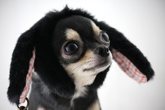 How to Positively Reinforce a Dog with Separation Anxiety Effectively