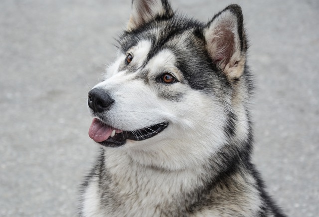 What Breed of Dog Has the Most Dental Problems? Discover Top Risks