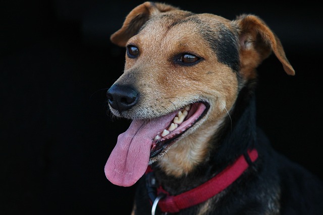 How Do I Get My Puppy Used to Strangers? Effective Socialization Tips