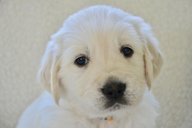 Dog Sit Command Hand Signal: Effective Training Tips and Cultural Insights