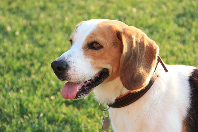 Are Border Collies Prone to Liver Problems? Key Health Insights