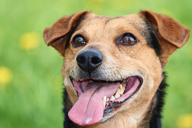How to Protect Your Dog's Paws in Summer Heat Safely