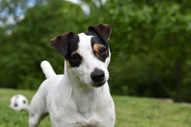 Effective Home Remedies for Dog Arthritis to Ease Pain