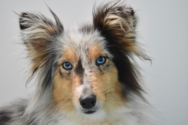 How to Train Your Dog to Come Back Off Leash: Effective Recall Tips