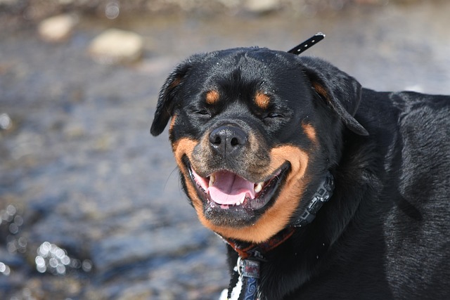 What Are the First Signs of Heartworm in Dogs? Early Detection Tips