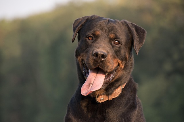 What Is the Best Medicine for Seasonal Allergies in Dogs?