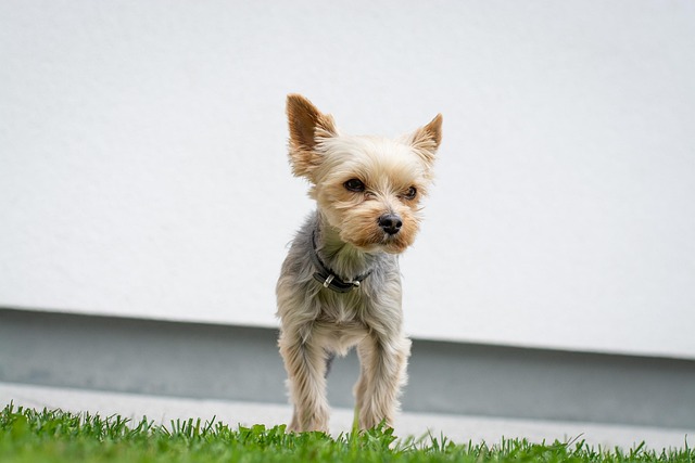 Can Three Week Old Puppies Eat Hard Food Yet? Key Feeding Guidelines