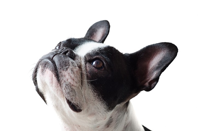 Should Dogs Wear Clothes in Summer? Benefits & Heat Protection Tips