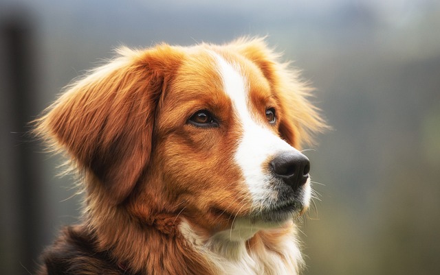 Why Are German Shepherds Afraid of Fireworks? Understanding & Helping