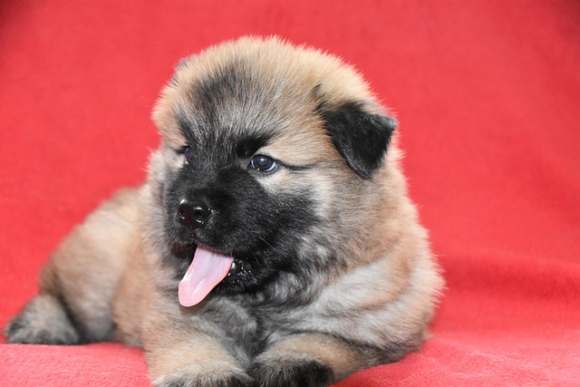 How to Train a Dog to Jump Up: Controlled and Positive Methods
