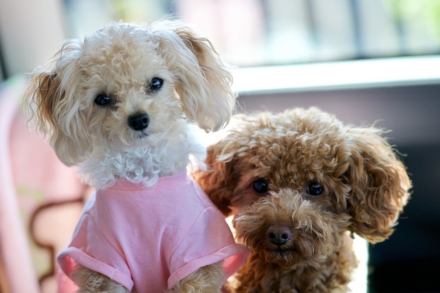 Are Some Dogs Just Not Potty Trainable? Understanding Challenges