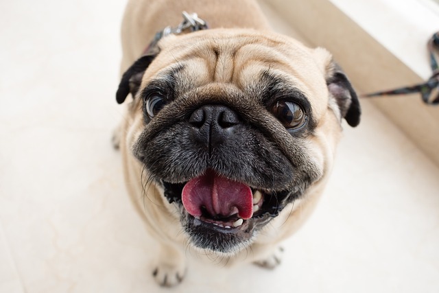 Does It Hurt Your Dog If You Don’t Cut Their Nails? Effects & Risks