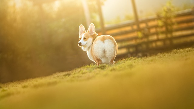 Why You Should Never Shave Your Dog: Risks and Myths Explained