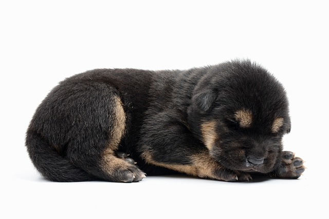 Effective Non-Surgical Care for Puppies with Hip Dysplasia
