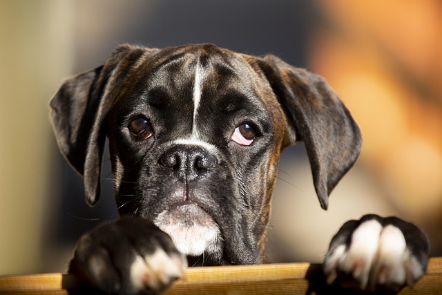 Should Dogs Get a Haircut in Summer? Benefits and Grooming Tips