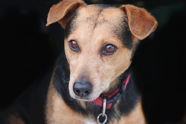 House Training a Puppy in 5 Days? Debunking the Myth with Science