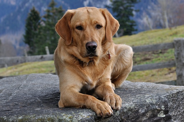 How Would a Dog Act with Bloat? Early Signs and Warning Symptoms