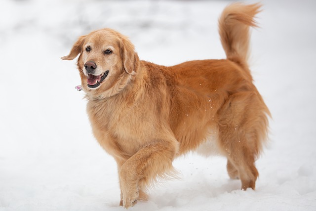 What Do You Need to Adopt a Dog? Essential Guide for New Owners