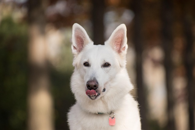How Often Should a Dog Have a Blood Test? Key Guidelines