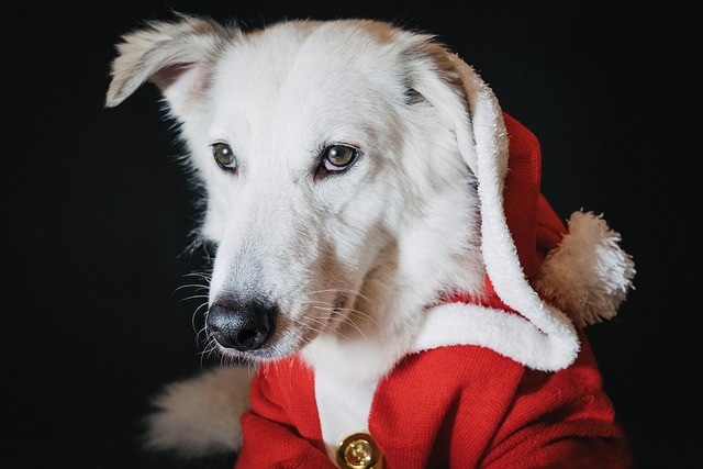 What Toy Do Dogs Love the Most? Best Interactive & Durable Options