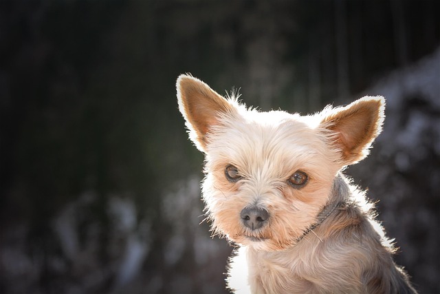 Can Dogs See Purple? Dog Color Vision Explained Clearly