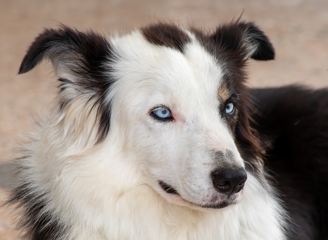 Why Is My Dog Suddenly Aggressive Towards Strangers? Causes Explained