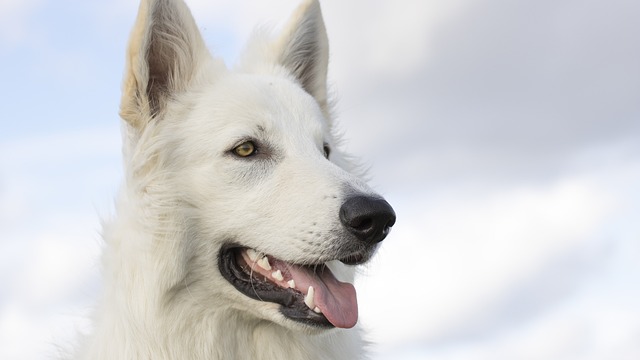 How to Prevent Dental Disease in Dogs: Effective Natural Strategies